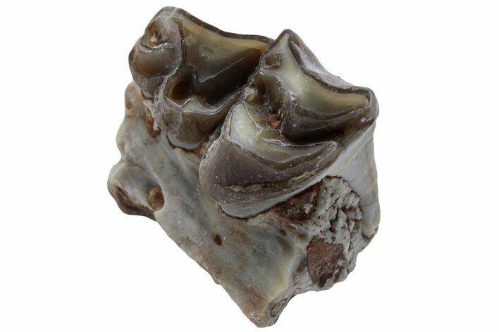 Oreodont (Merycoidodon) Jaw Section - South Dakota #223618